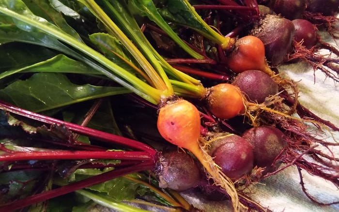 Close up of beets fresh from the garden. Greens and roots still in tact.